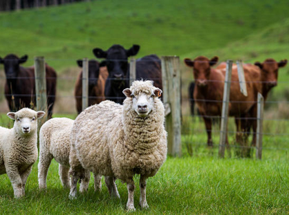 Sheep, lambs and cattle in a lush green grass paddock