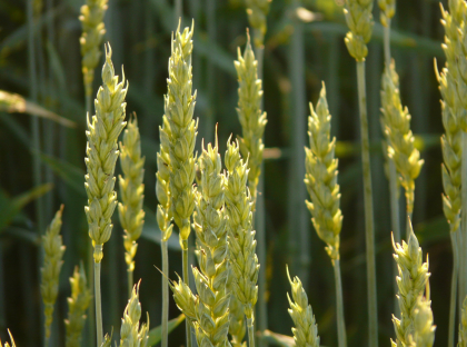 grass-plant-field-meadow-wheat-grain-1155387-pxhere.com