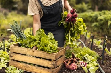 female-farmer-arranging-fresh-vegetables-260nw-2057554154